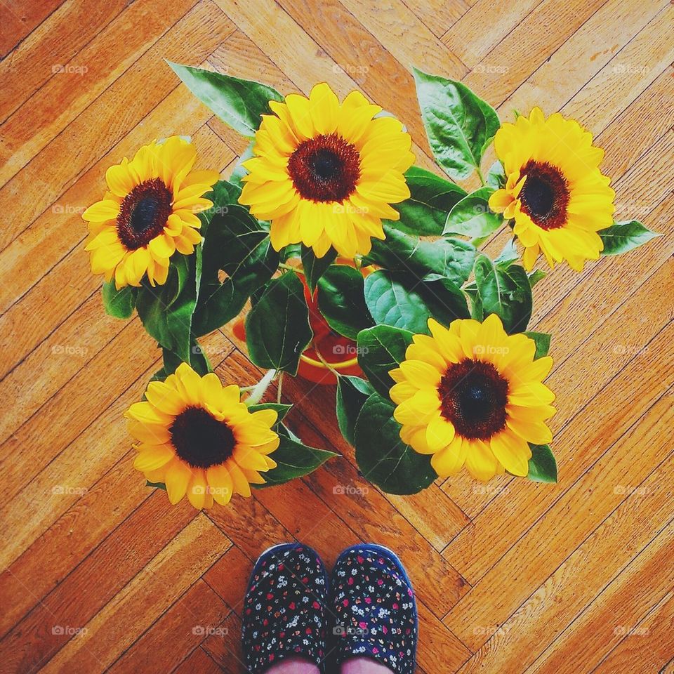 Sunflowers