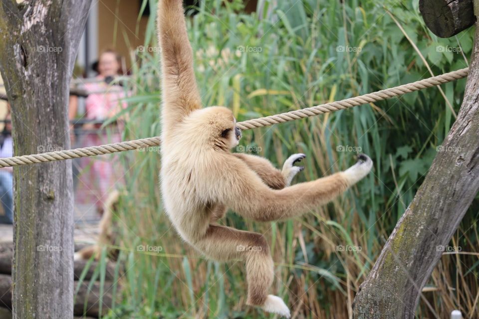 Monkey on a rope