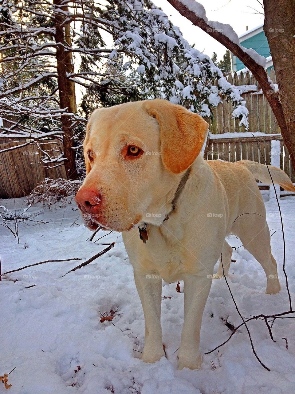 trees dog labrador retriever yellow labrador by jmh