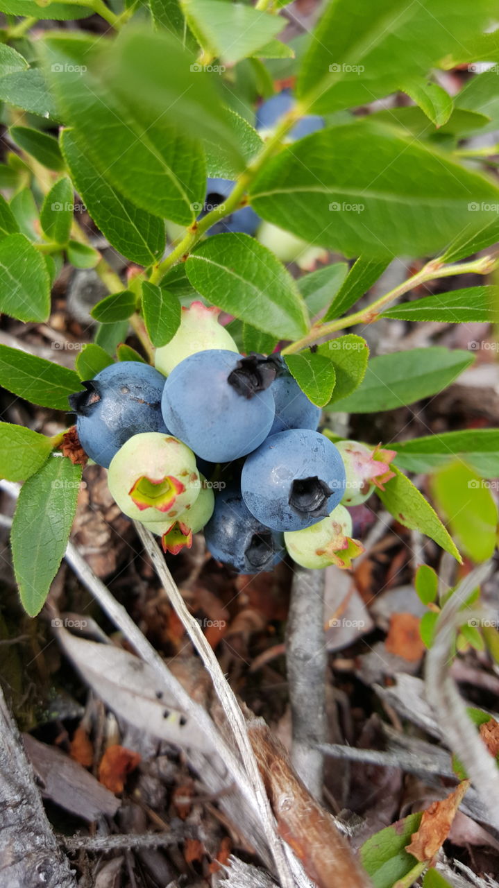 Blueberries. Fresh blueberries in a field close by!