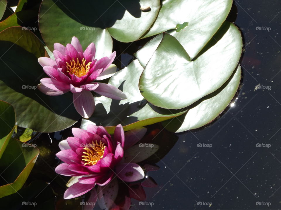 Purple And Pink Water Lilly Flowers