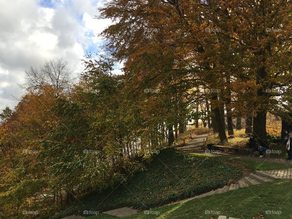 Tree, Fall, No Person, Leaf, Landscape