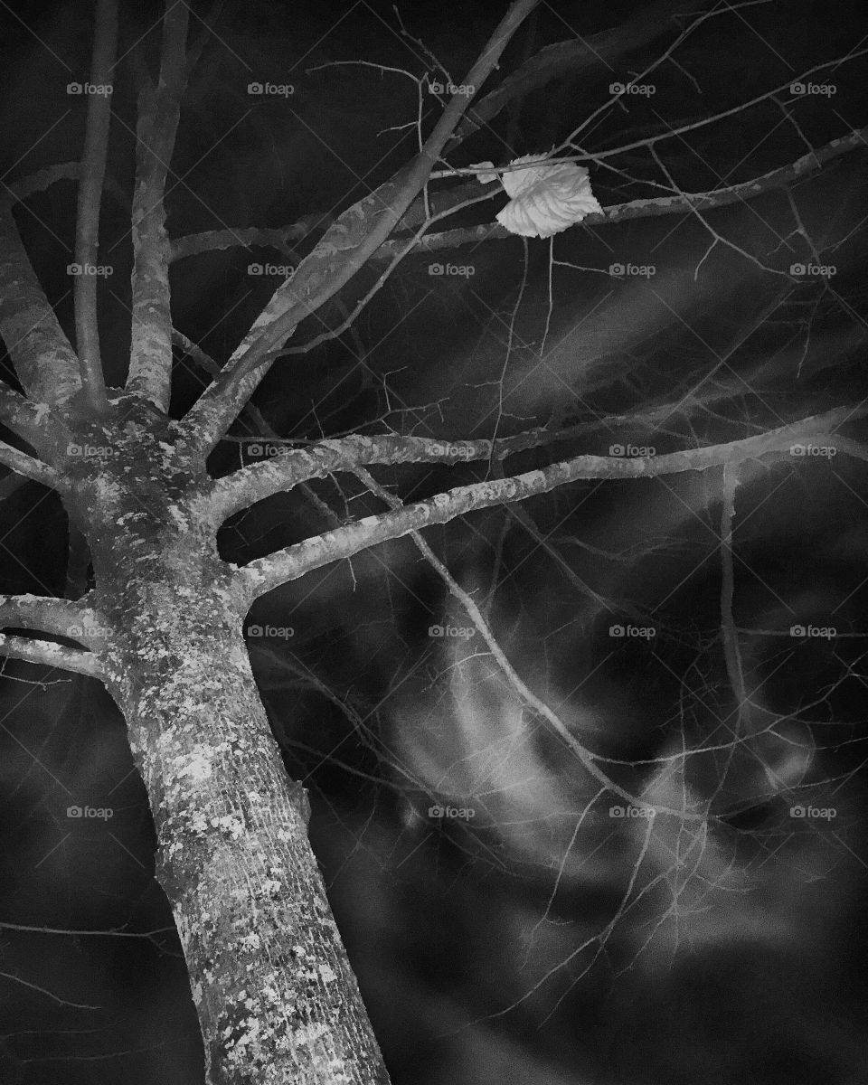 Spider, Spiderweb, Monochrome, Abstract, Desktop