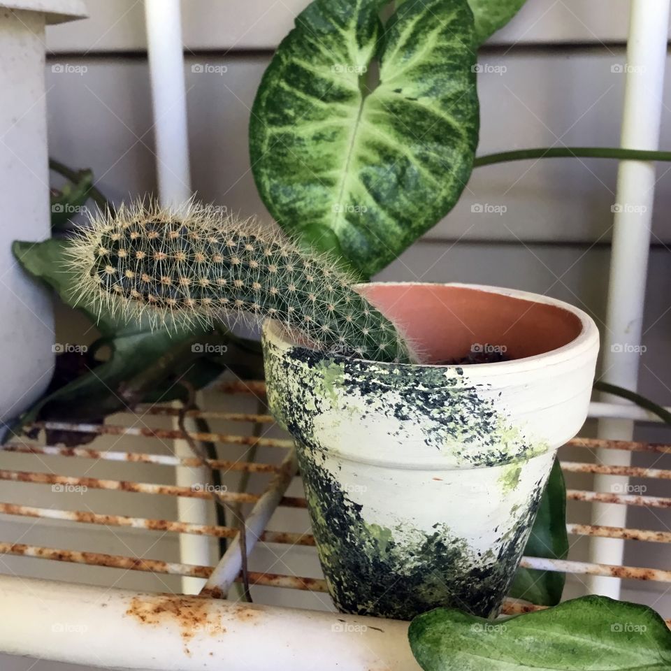 A green, prickly cactus plant extends itself over the painted clay pot