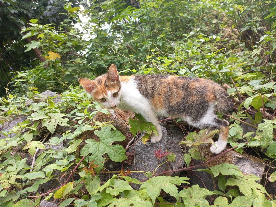 The cute kitten is in the grass garden