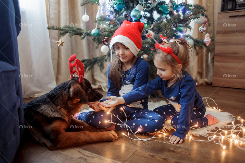 Little sisters with the puppy near Christmas tree