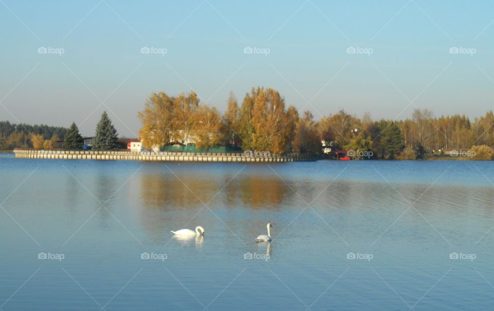 lake swans