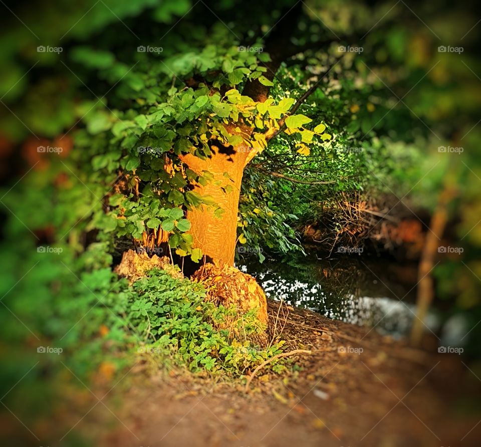 Tree on a sunny autumn day