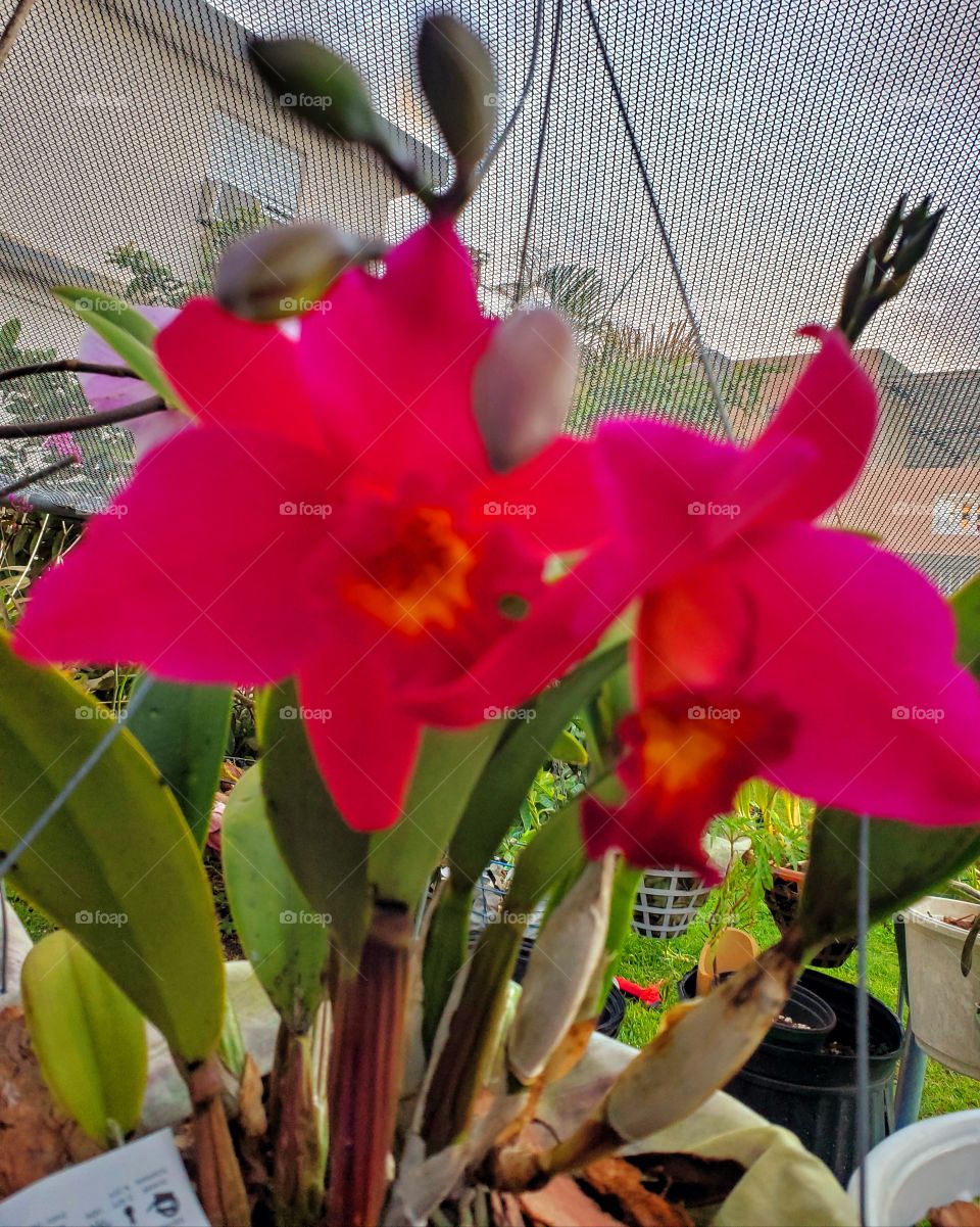 beautiful and exotic red orchids