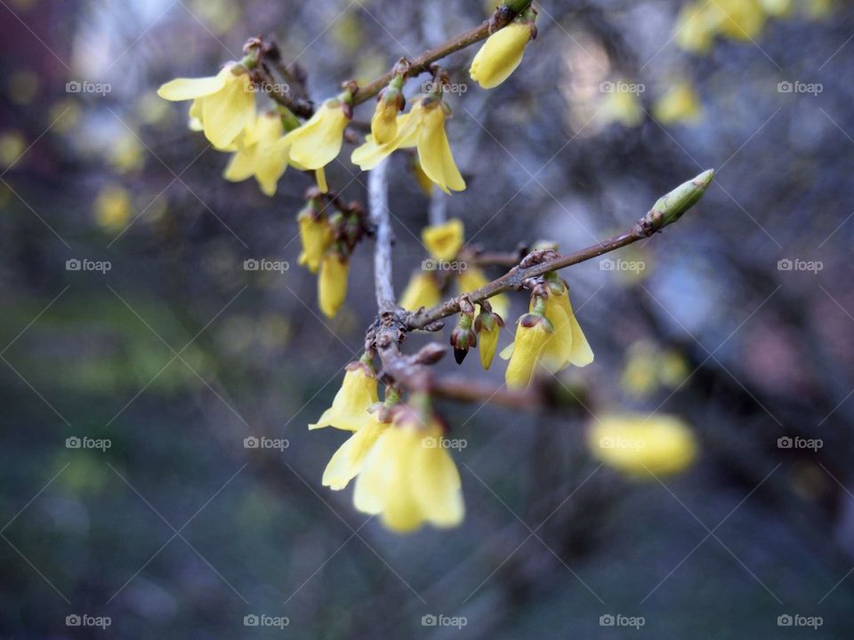 forsythia