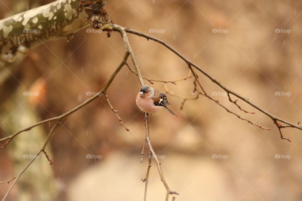 bird, sparrow, bird on branch