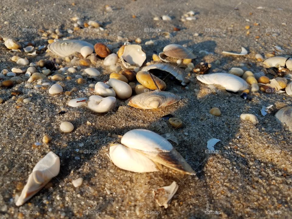 sea shells