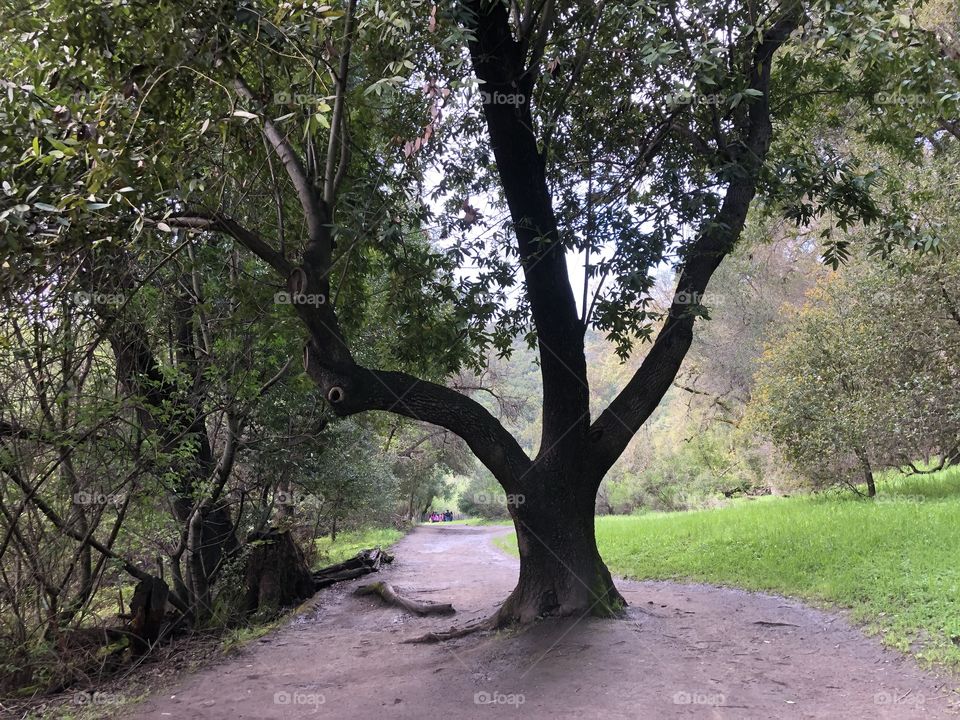 Tree on the trail