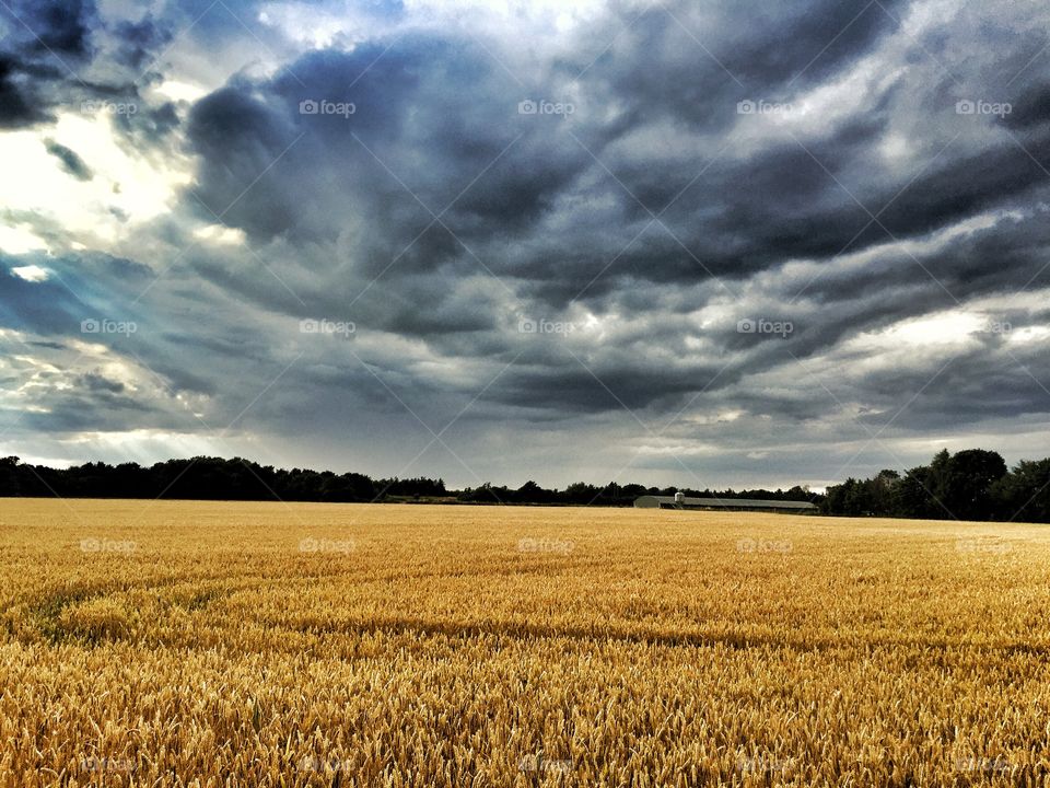 Stormy clouds over the wheat plant