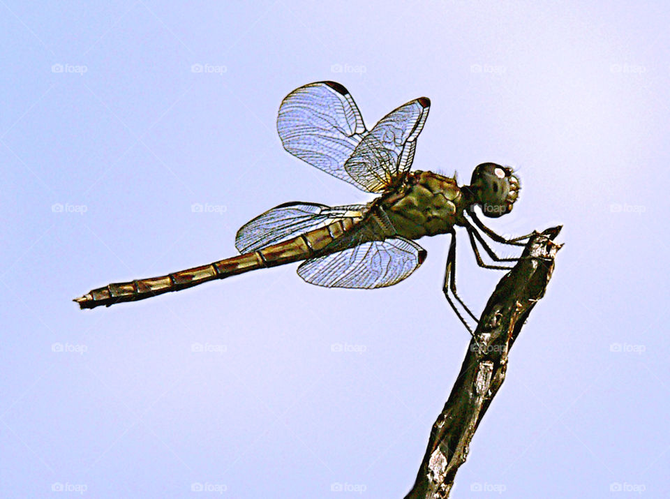 nature insect flight animals by antoredo