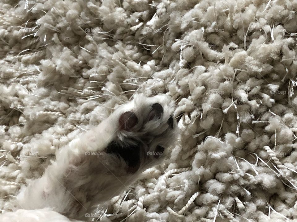 Dog paw on a comfy carpet 