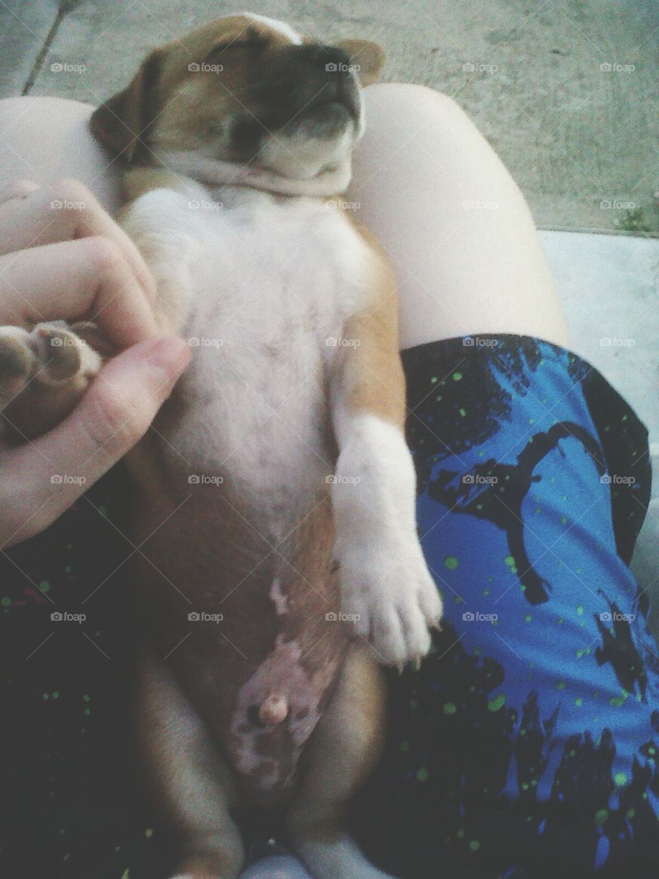 Cute lil dog
Perrito lindo dormido en mis piernas.