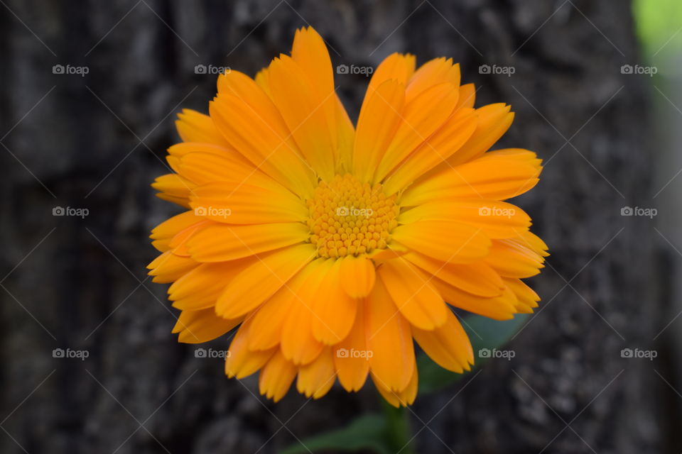 Best Orange Colour Flower of my life