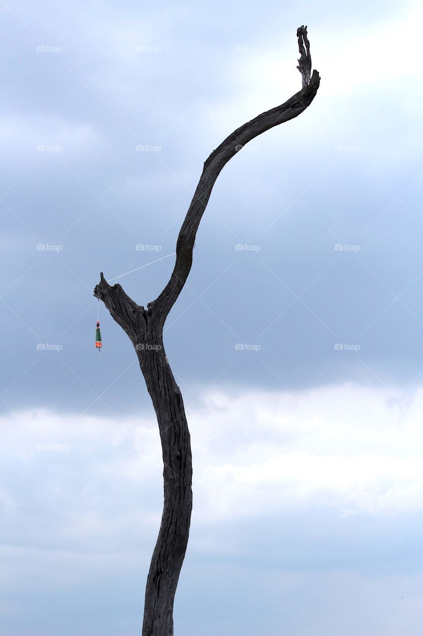 Line on a tree