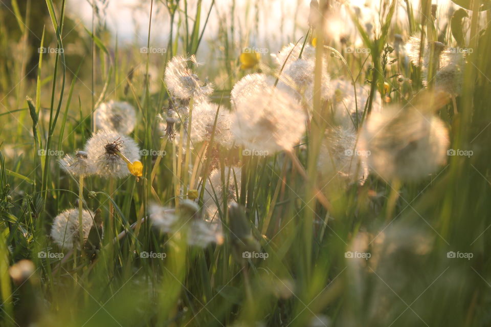 Wow! Flower is so beautiful