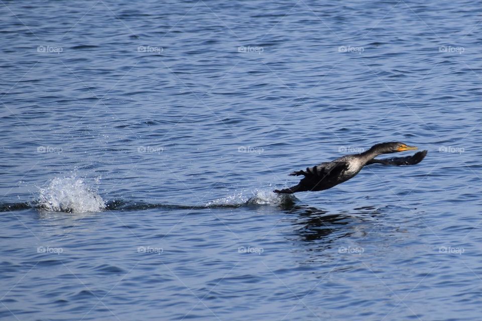 Bird taking off from water