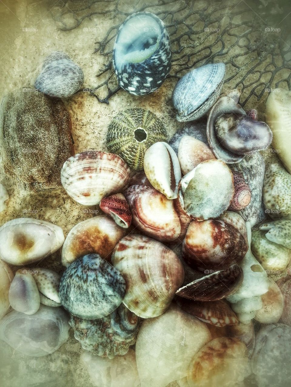 seashells