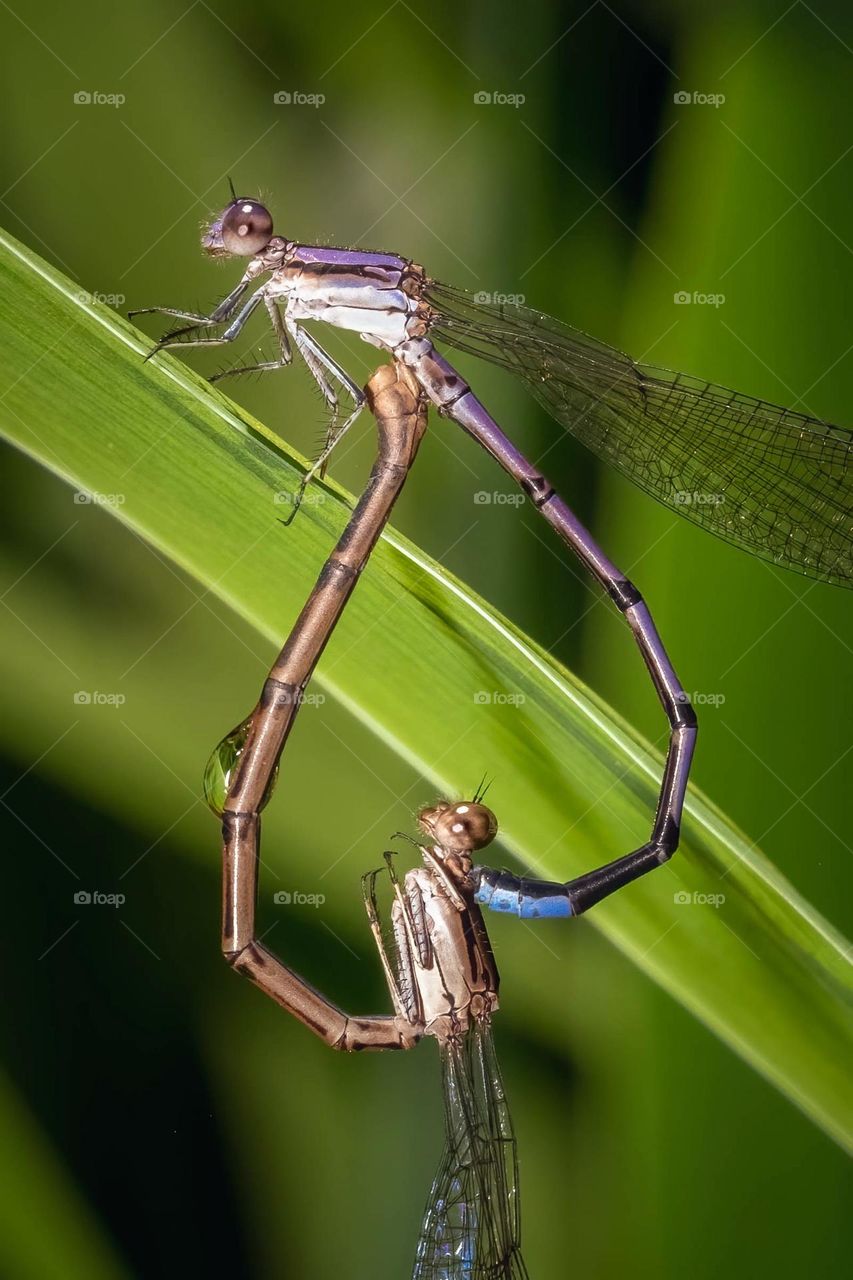 This pair of Variable Dancers join together to form an inverted heart. 