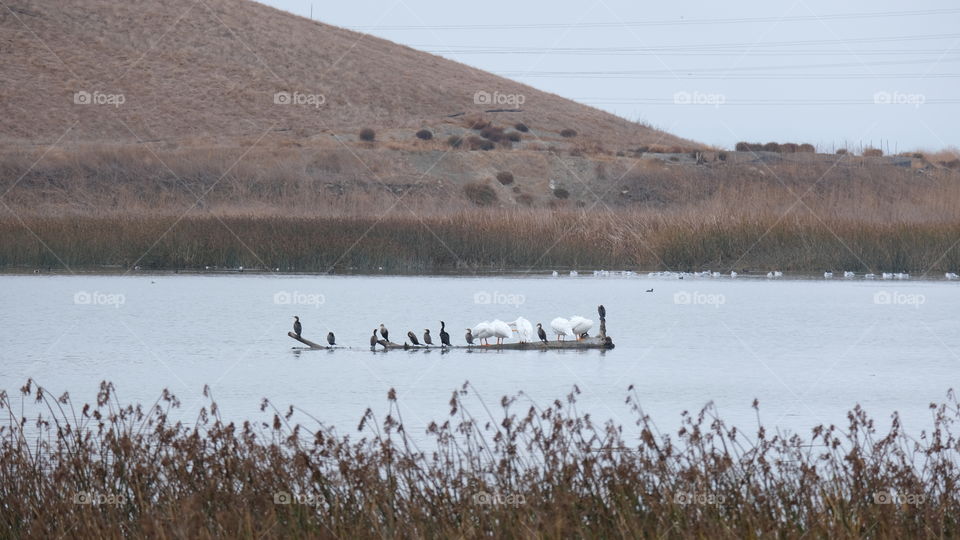 Shorebirds in a wetland.