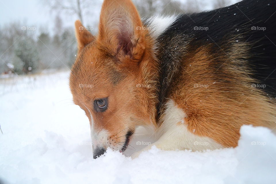 Dog playing in snow