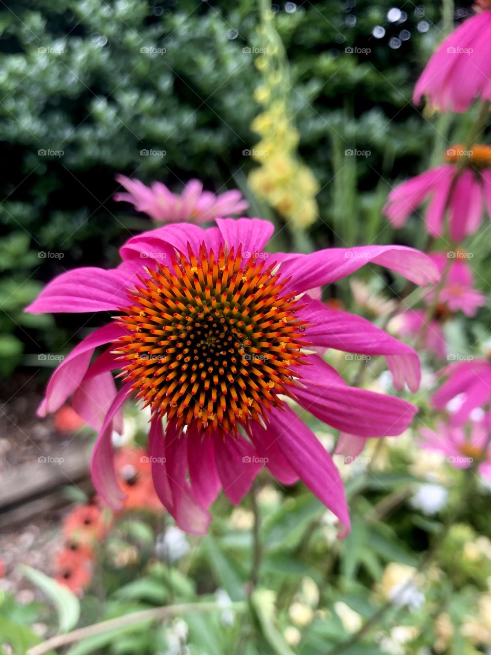Vivid color coneflower garden 