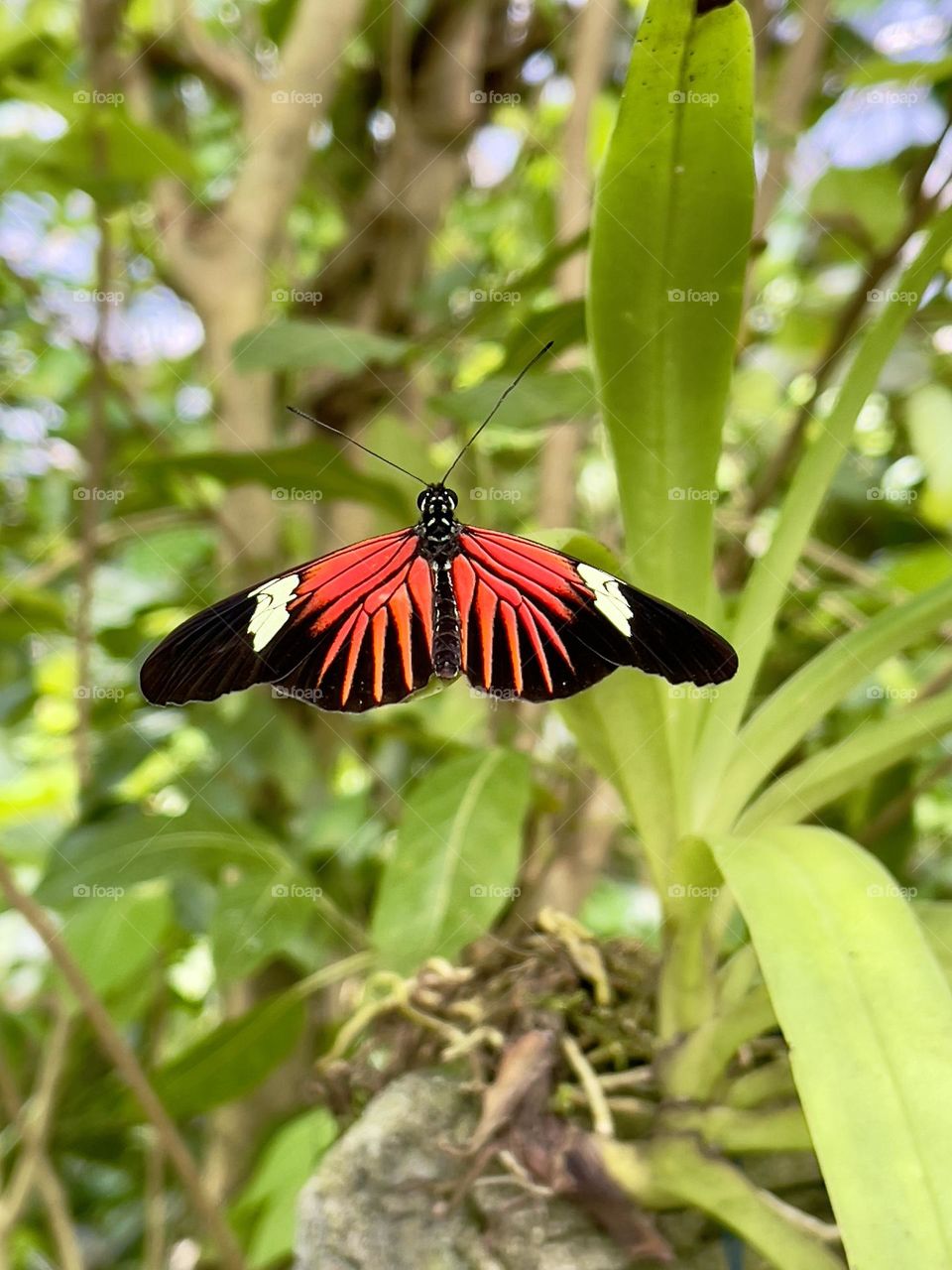 Red and black butterfly on the green leaves 