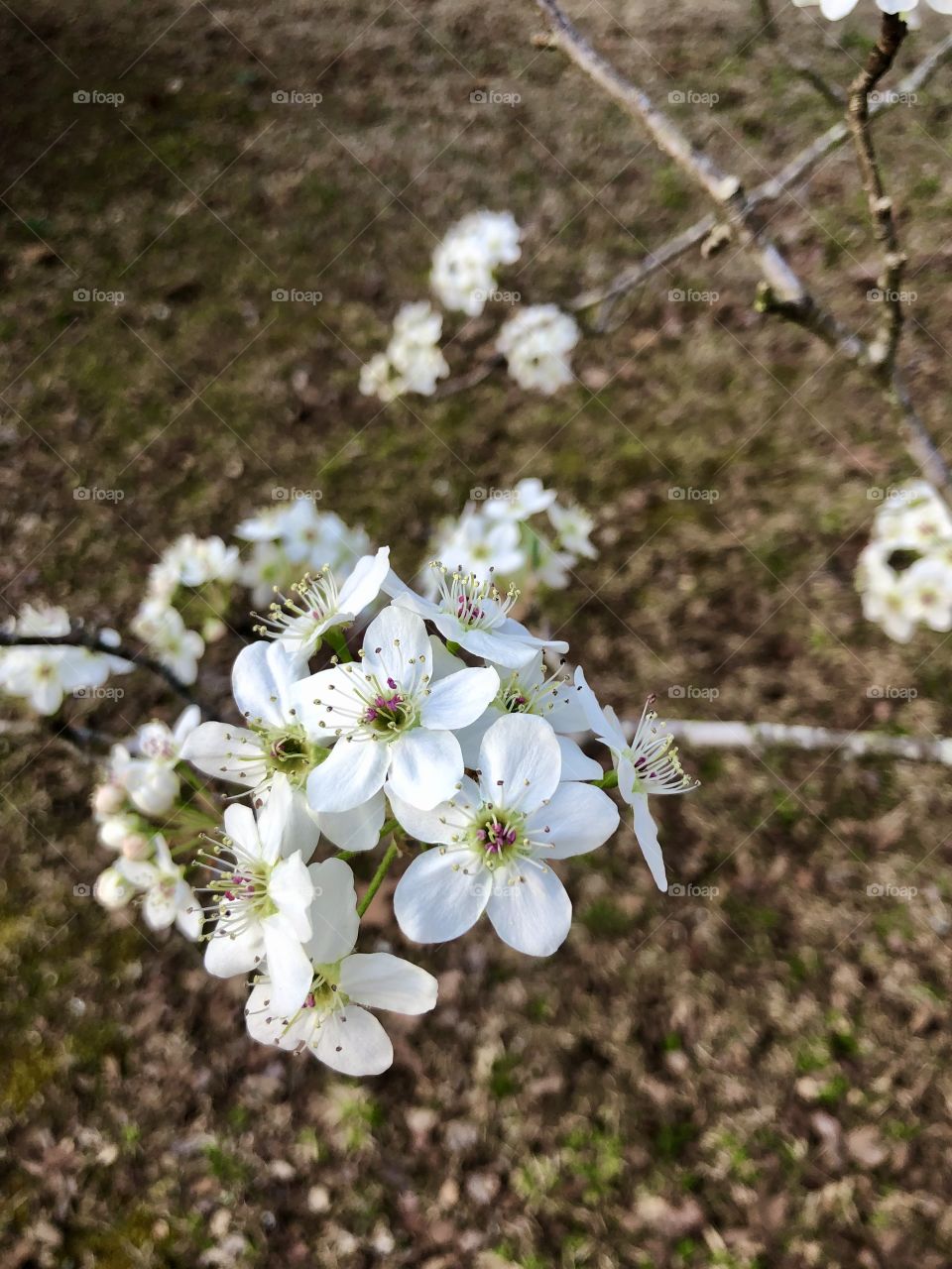 Closeup pear tree blooming in early spring 