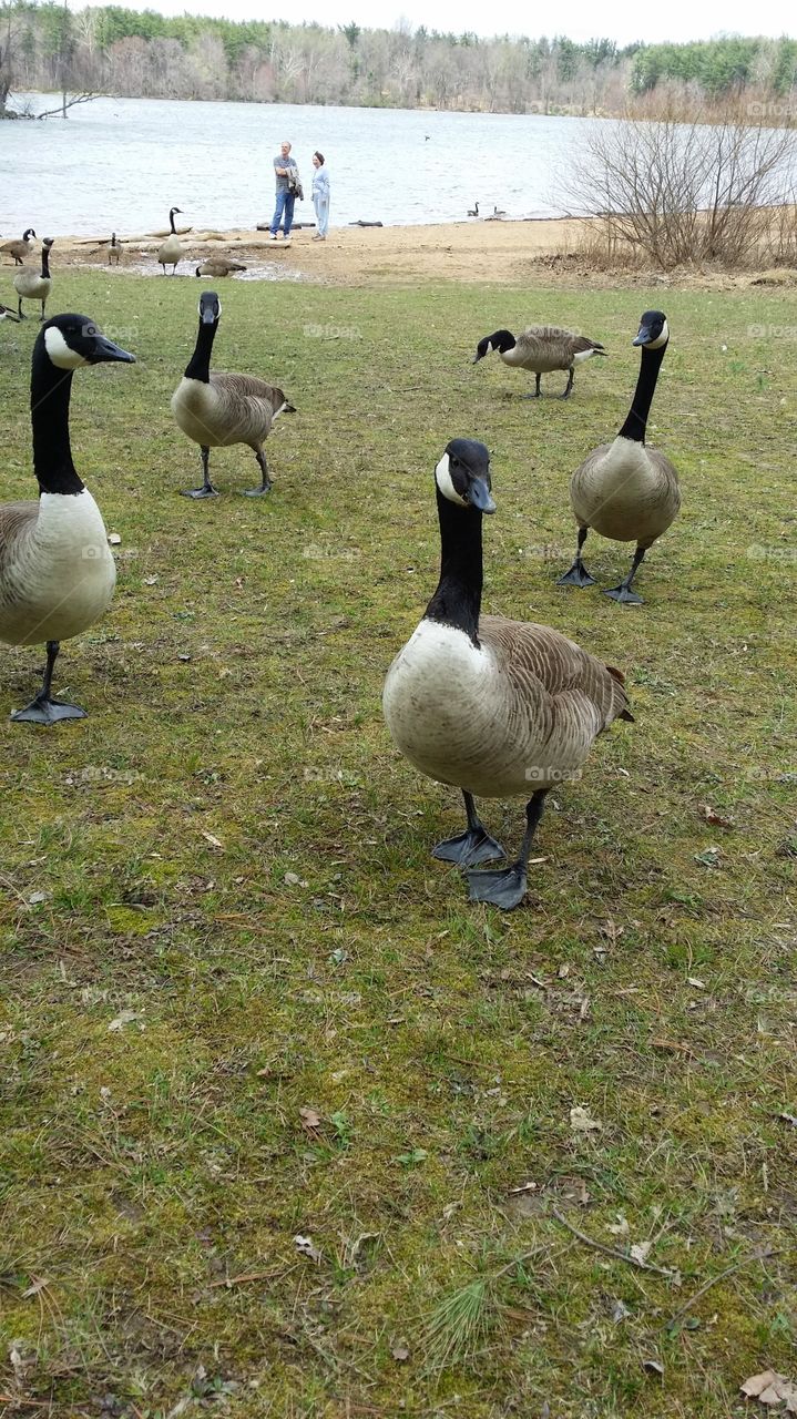 ducks park