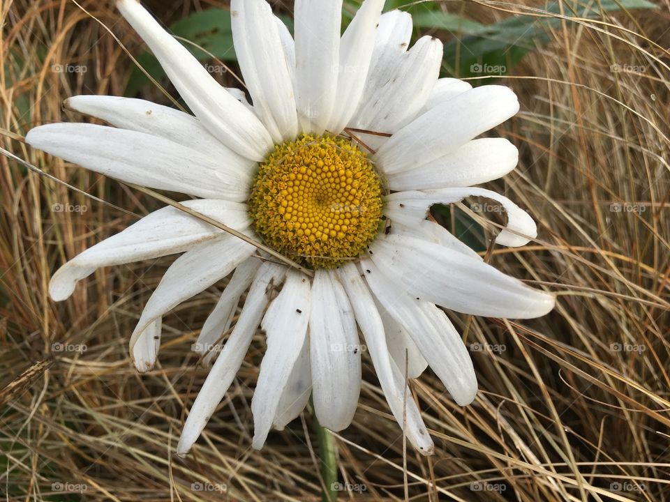 Autumn daisy 