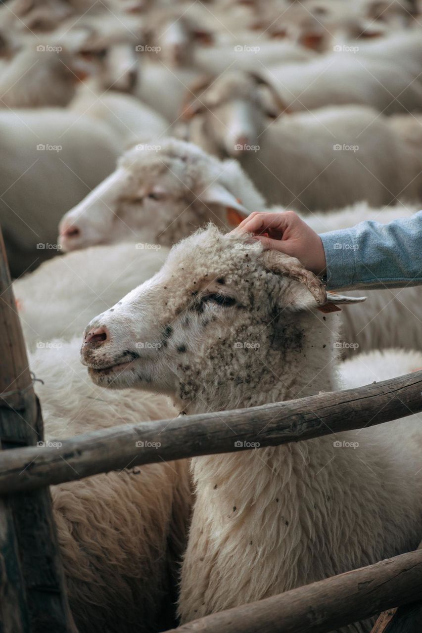 happy sheep