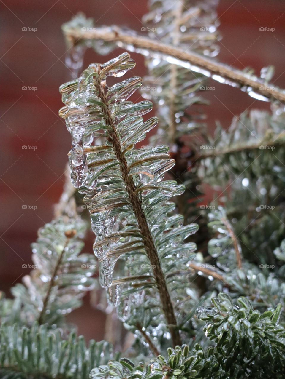 Frosted pine branches