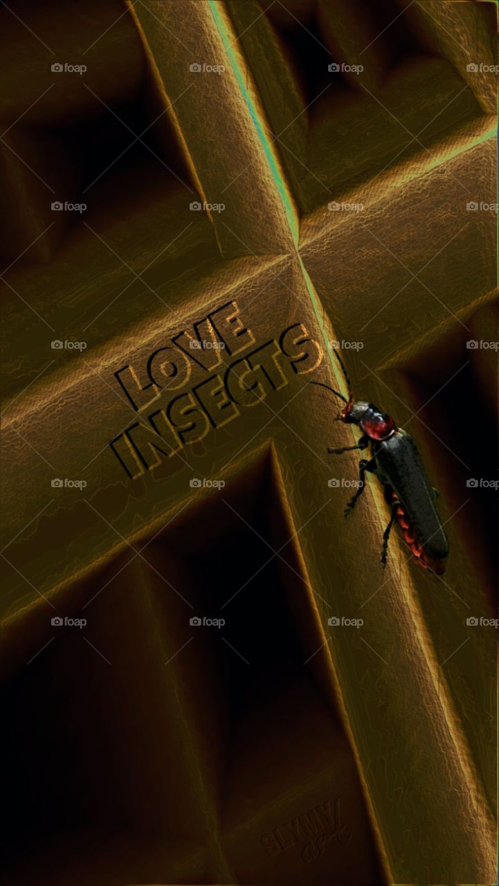 Love insects