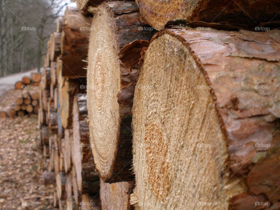 A stack of sawed down trees in a Dutch forest 