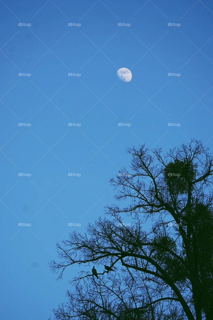 a romantic night under the moon