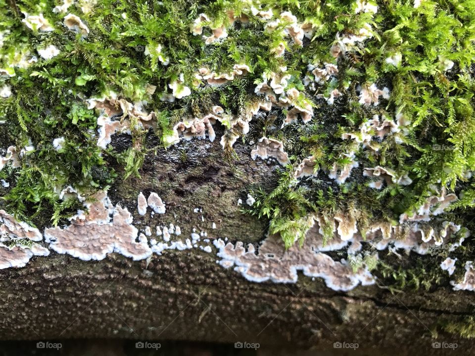 Steibachweiher Moss and Mushroom 