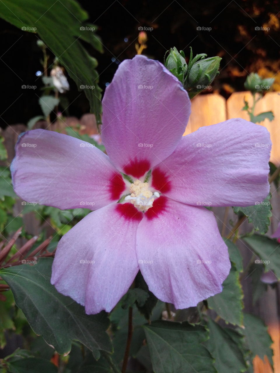 Rose of Sharon