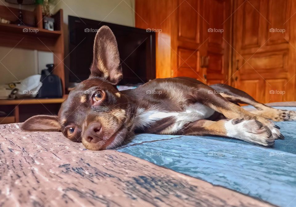dark brown dog of chihuahua breed lying on the bed with a calm look in a room with warm tones