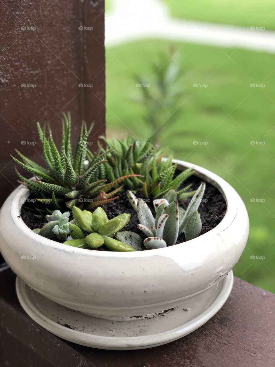 Succulents in a Pot