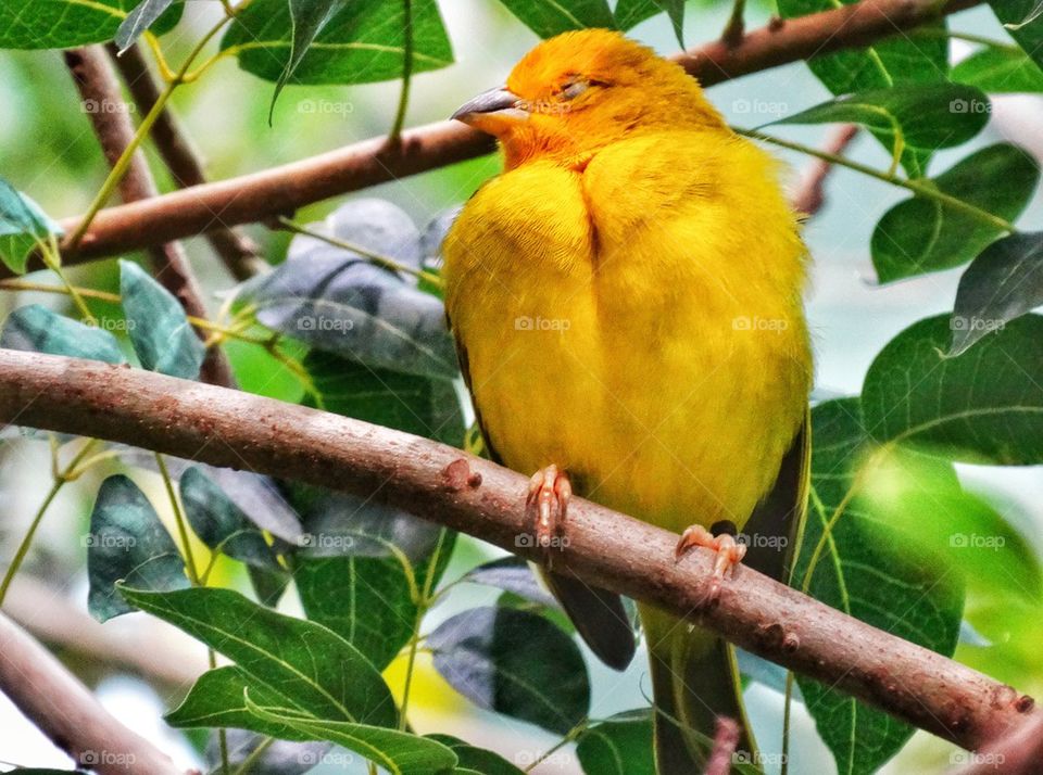 Brilliant Plumage Of A Male Saffron Finch. Yellow Saffron Finch From The South American Rainforest
