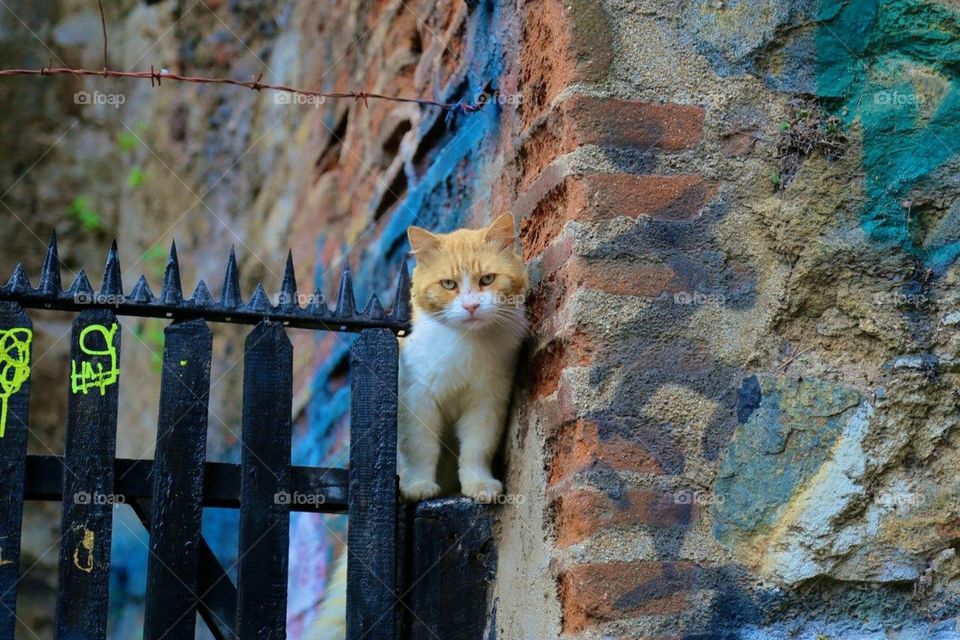 Cat in Chile