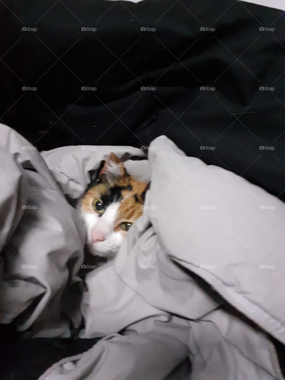 ala gata no le gusta el frío