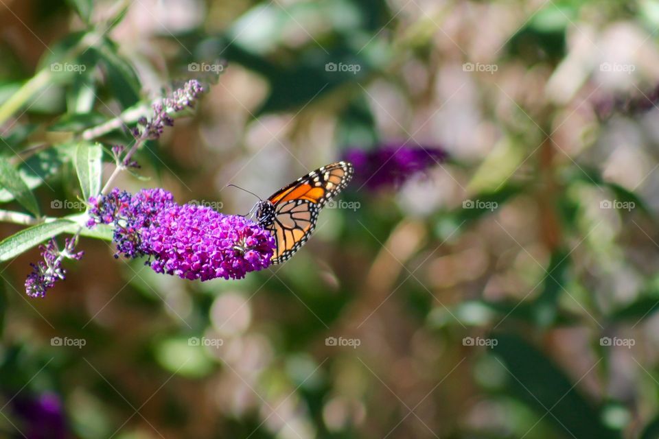Butterfly. Flower with butterfly
