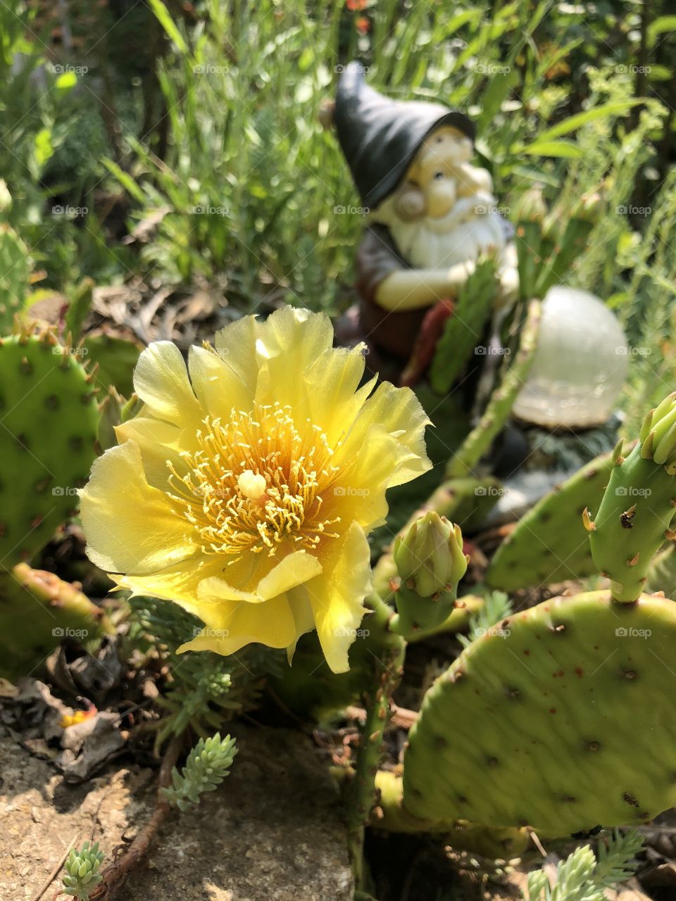 Cactus flower 