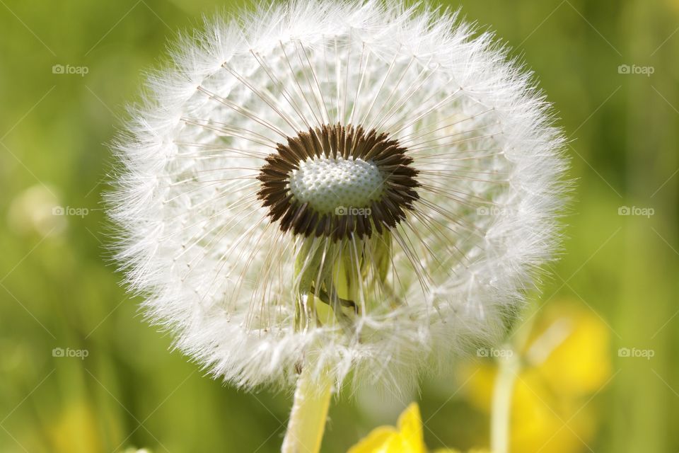 Close-up of a dandelion seed