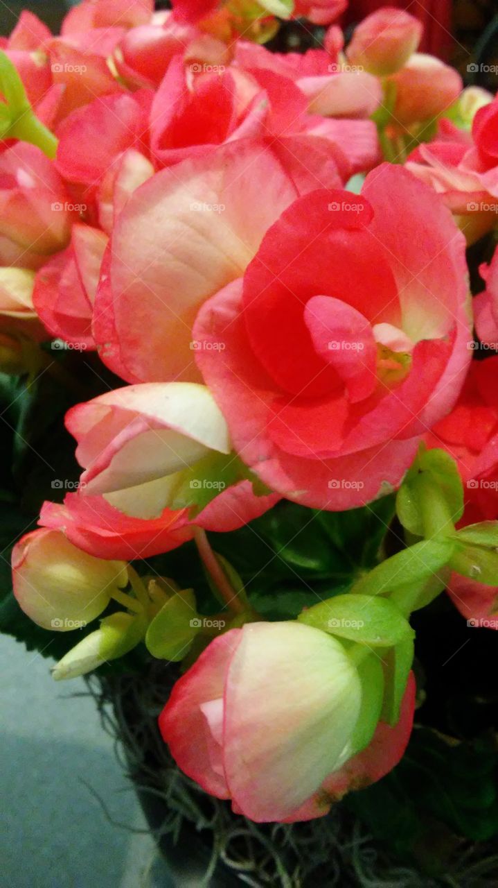 Flower, Nature, Rose, Leaf, Floral